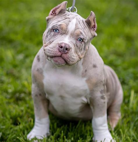 That is with a weight in the 30 to 60 pounds range. . Lilac merle bully